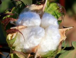 פעולות אגרוטכניות וקטיף Agrotechnical operations and cotton picking